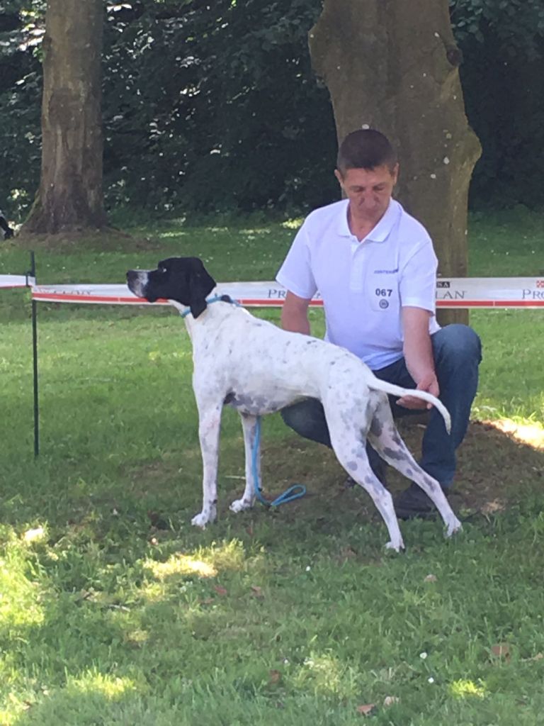 du camp national - Spéciale pointer