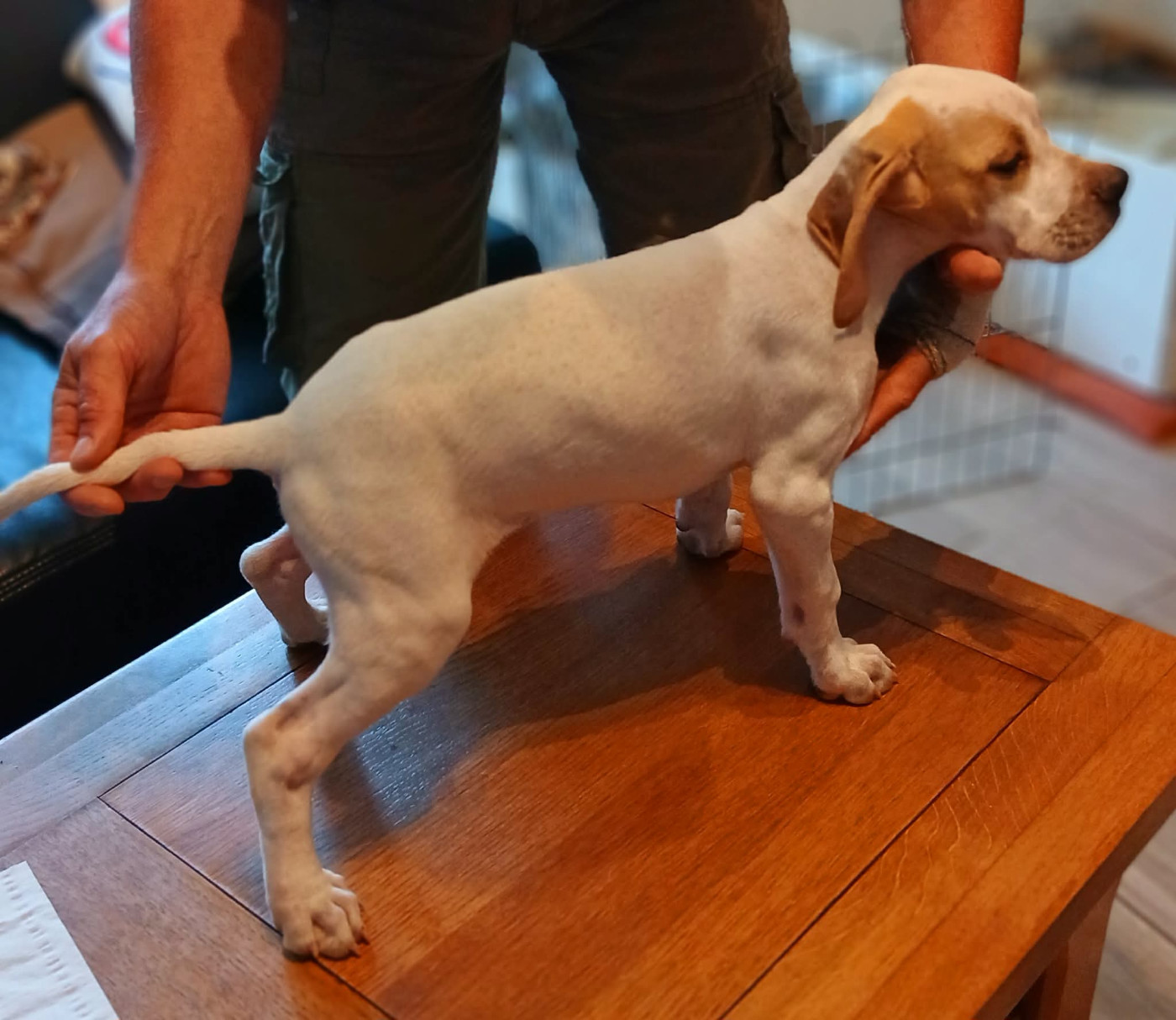 BELLA 