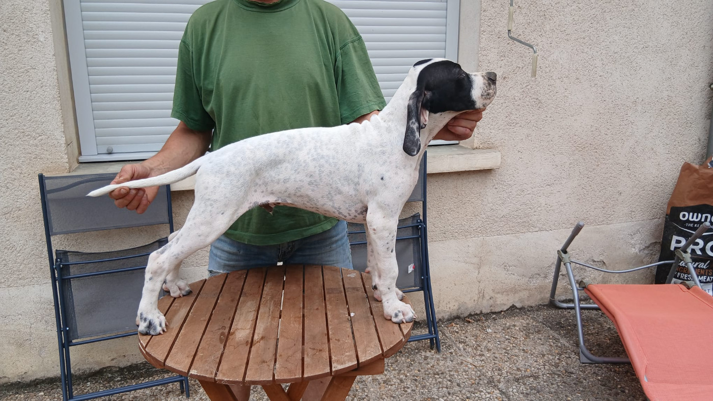 du camp national - Chiots disponibles - Pointer