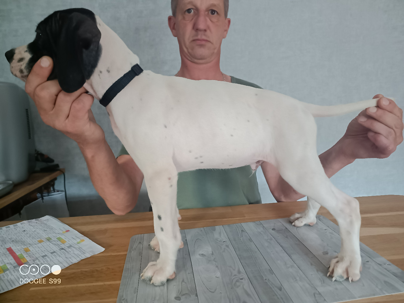 du camp national - Chiots disponibles - Pointer