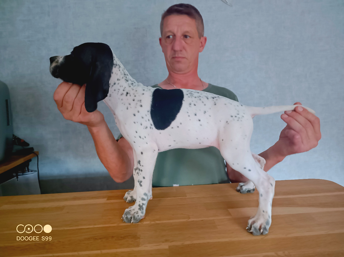 du camp national - Chiots disponibles - Pointer